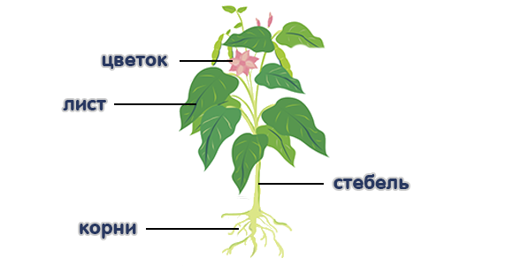 Растения (деревья, кустарники, травы) II