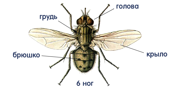 Насекомые